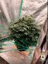 � ���������� ����������������� ��������� ������������ ��������������, ��������� � ���������� �������� ������������� ���������
