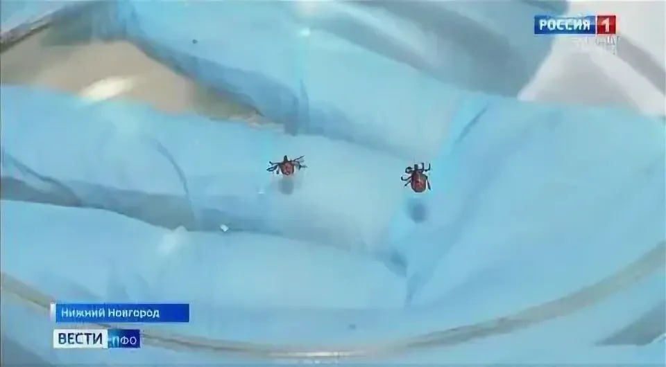 Шесть случаев иксодового клещевого боррелиоза выявили в Нижегородской области