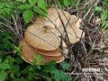 Шампиньоны выросли в нижегородском парке имени Пушкина
