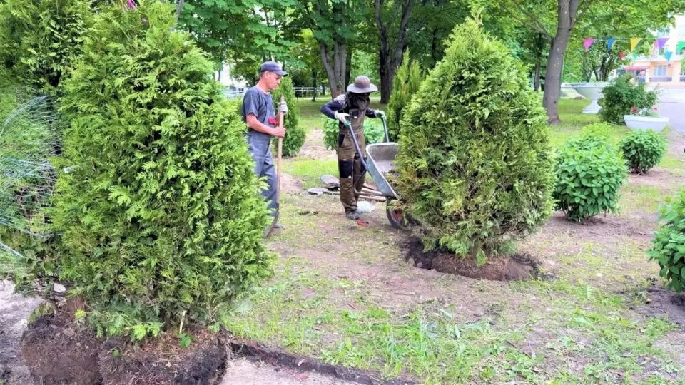 Новые деревья — в местах работы АО «ОКО» Новые деревья — в местах работы АО «ОКО»