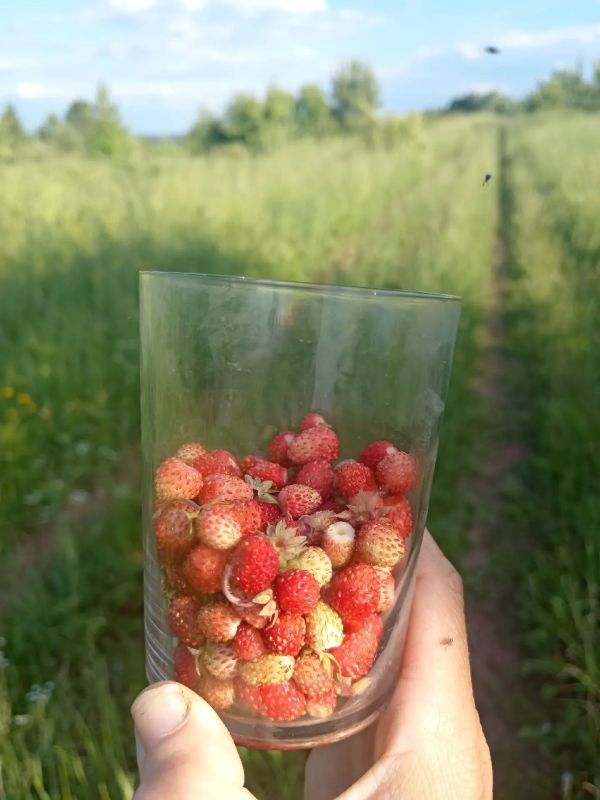 Ну какая красота — нижегородцы делятся фото первой в этом году земляники Ну какая красота — нижегородцы делятся фото первой в этом году земляники