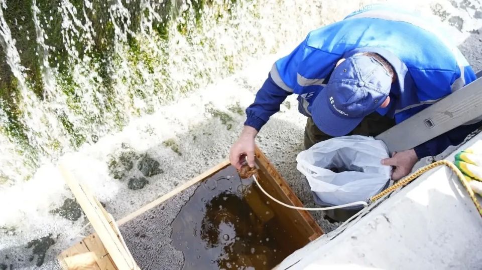 Качество очистки воды на Нижегородской станции аэрации проверяют с помощью живых раков, выловленных в Волге Качество очистки воды на Нижегородской станции аэрации проверяют с помощью живых раков, выловленных в Волге