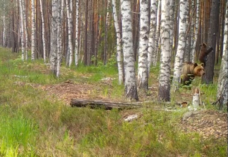 В Керженском заповеднике с помощью фотоловушки удалось снять прогулку медведицы с тремя медвежатами