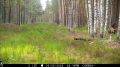 В Керженском заповеднике фотоловушка запечатлела трогательную сцену: самка медведя с тремя полугодовалыми детенышами