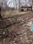 Кармашки сливы: как распознать болезнь и защитить урожай