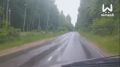 Богатая фауна Сарова сразу на одной дороге