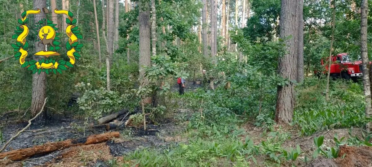 В Нижегородской области зафиксирован первый лесной пожар В Нижегородской области зафиксирован первый лесной пожар