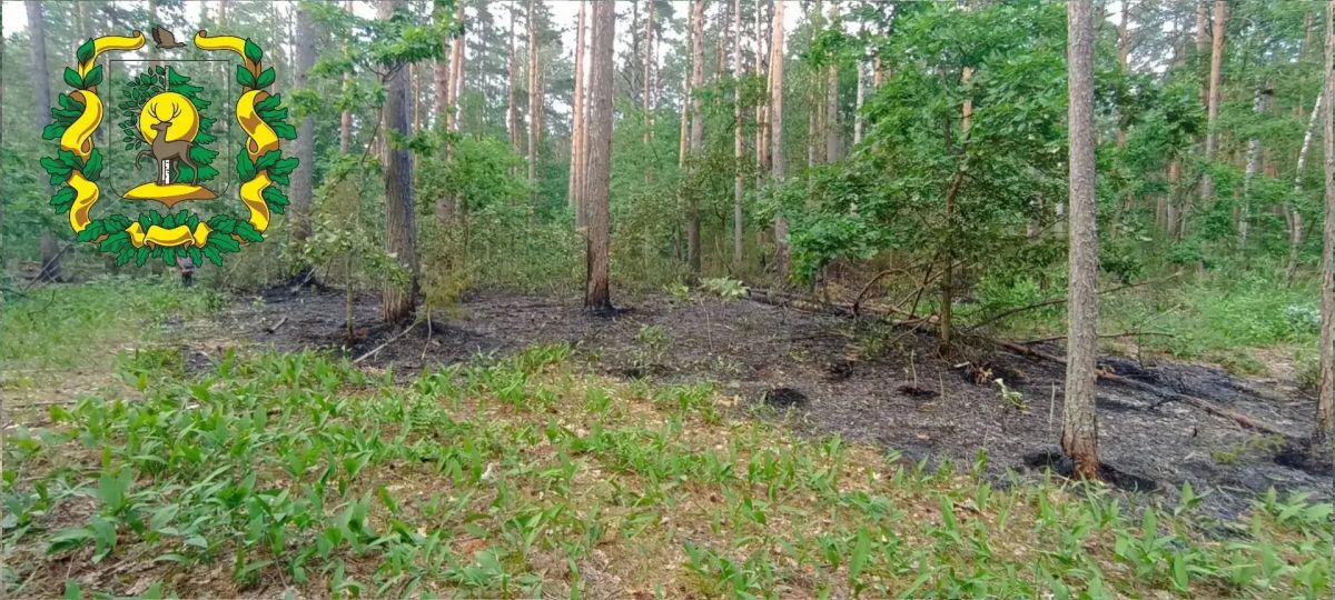 Первый в этом году лесной пожар произошел в Нижегородской области Первый в этом году лесной пожар произошел в Нижегородской области