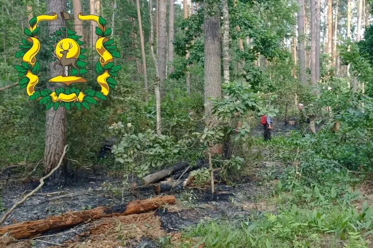 Первый в этом году лесной пожар произошел в Нижегородской области