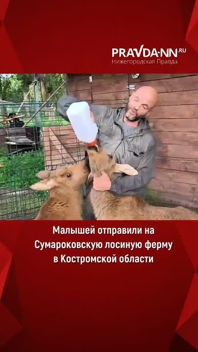 Спасённые лосята из Володарского округа переедут в новый дом!
