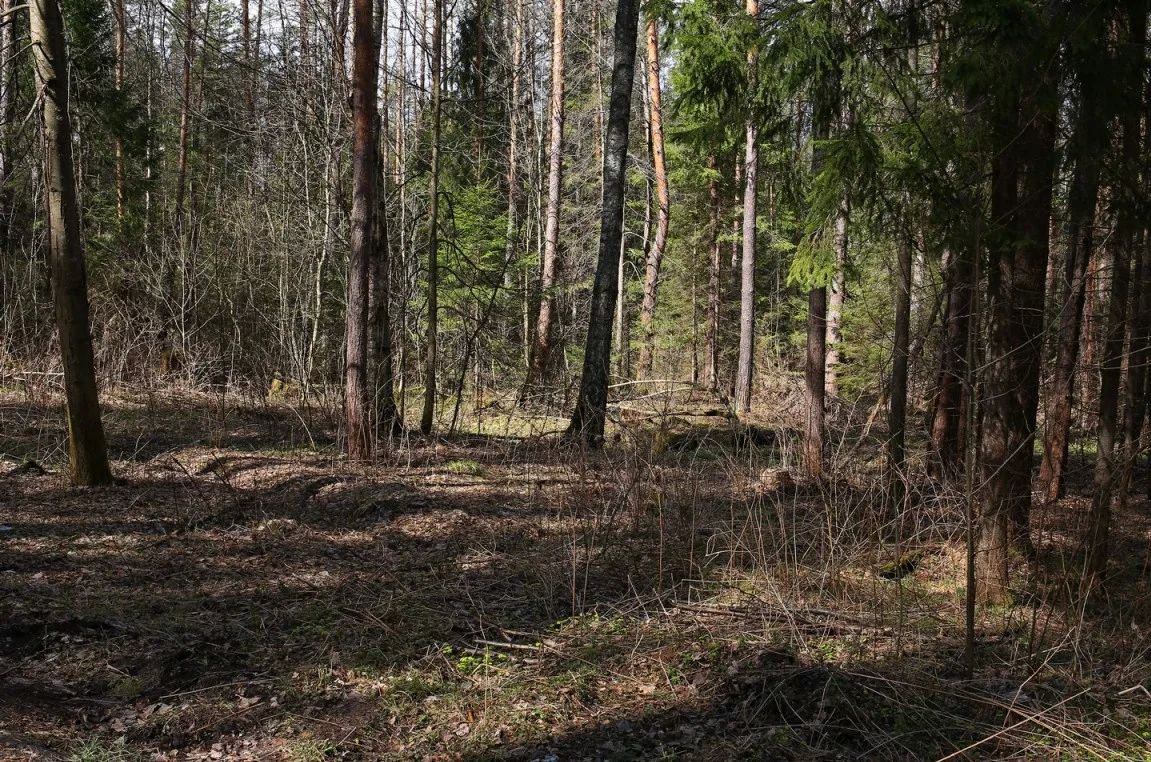 Четвёртый класс пожароопасности объявлен в Нижнем Новгороде