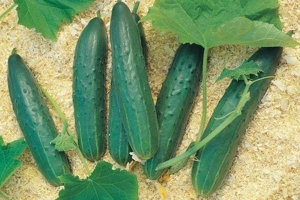 Огурцы Татьяна: как вырастить вкусные и урожайные овощи в своем саду
