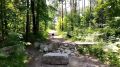 Страуса заметили в борских лесах