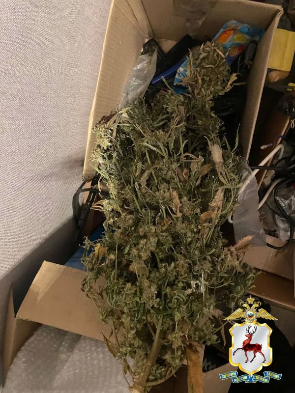 В Нижнем Новгороде изъято свыше 170 граммов наркотических средств растительного происхождения, подготовленных к сбыту В Нижнем Новгороде изъято свыше 170 граммов наркотических средств растительного происхождения, подготовленных к сбыту