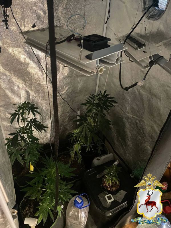 В Нижнем Новгороде изъято свыше 170 граммов наркотических средств растительного происхождения, подготовленных к сбыту В Нижнем Новгороде изъято свыше 170 граммов наркотических средств растительного происхождения, подготовленных к сбыту