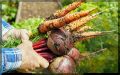 Сентябрьские секреты сладкой свеклы и моркови: как подготовить корнеплоды к уборке