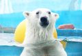 Белая медведица Аяна из нижегородского зоопарка от жары спасается в своем большом бассейне