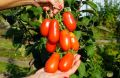 ������ � ���������� ������: ��������� ������� ����� ������������ �������