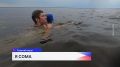 Сома-гиганта размером со взрослого человека поймали на Бору