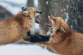 15 случаев бешенства среди диких животных зарегистрировали в Нижегородской области с начала 2026 года