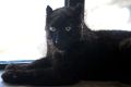 Котенок дальневосточного леопарда стал одним из новых обителей нижегородского зоопарка