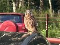 Ястреб на улице Ванеева удивил нижегородцев