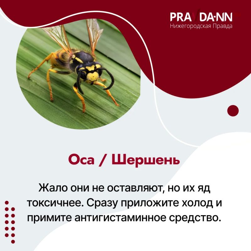 Четыре случая клещевого энцефалита выявили в Нижегородской области c начала сезона, один из пострадавших — 12-летний ребёнок Четыре случая клещевого энцефалита выявили в Нижегородской области c начала сезона, один из пострадавших — 12-летний ребёнок