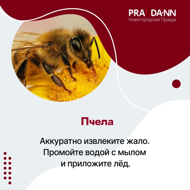 Четыре случая клещевого энцефалита выявили в Нижегородской области c начала сезона, один из пострадавших — 12-летний ребёнок Четыре случая клещевого энцефалита выявили в Нижегородской области c начала сезона, один из пострадавших — 12-летний ребёнок