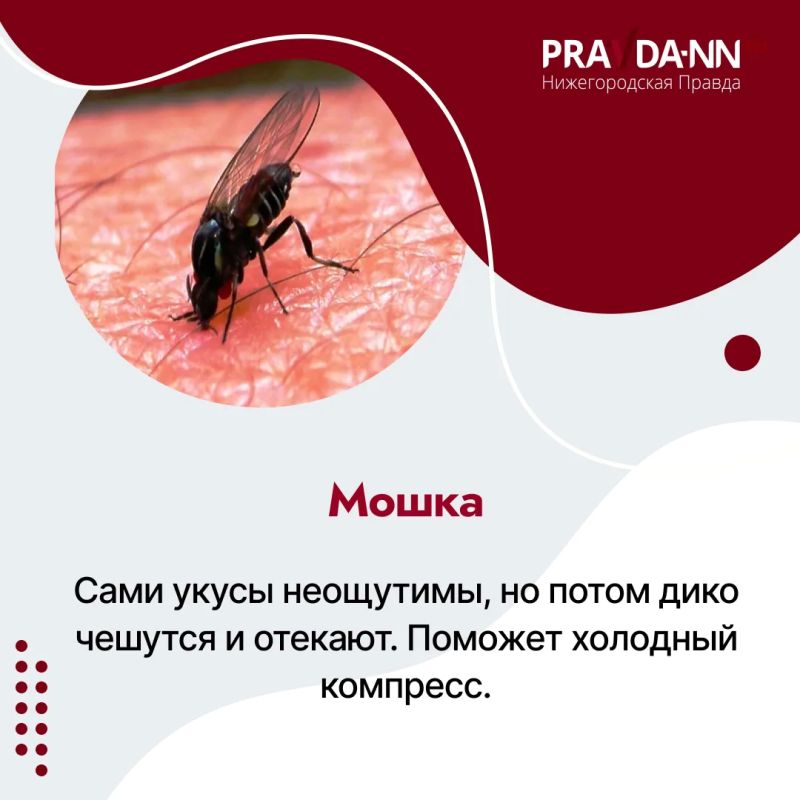 Четыре случая клещевого энцефалита выявили в Нижегородской области c начала сезона, один из пострадавших — 12-летний ребёнок Четыре случая клещевого энцефалита выявили в Нижегородской области c начала сезона, один из пострадавших — 12-летний ребёнок