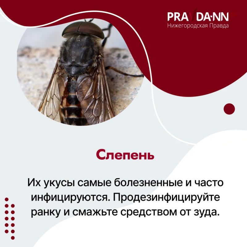 Четыре случая клещевого энцефалита выявили в Нижегородской области c начала сезона, один из пострадавших — 12-летний ребёнок Четыре случая клещевого энцефалита выявили в Нижегородской области c начала сезона, один из пострадавших — 12-летний ребёнок