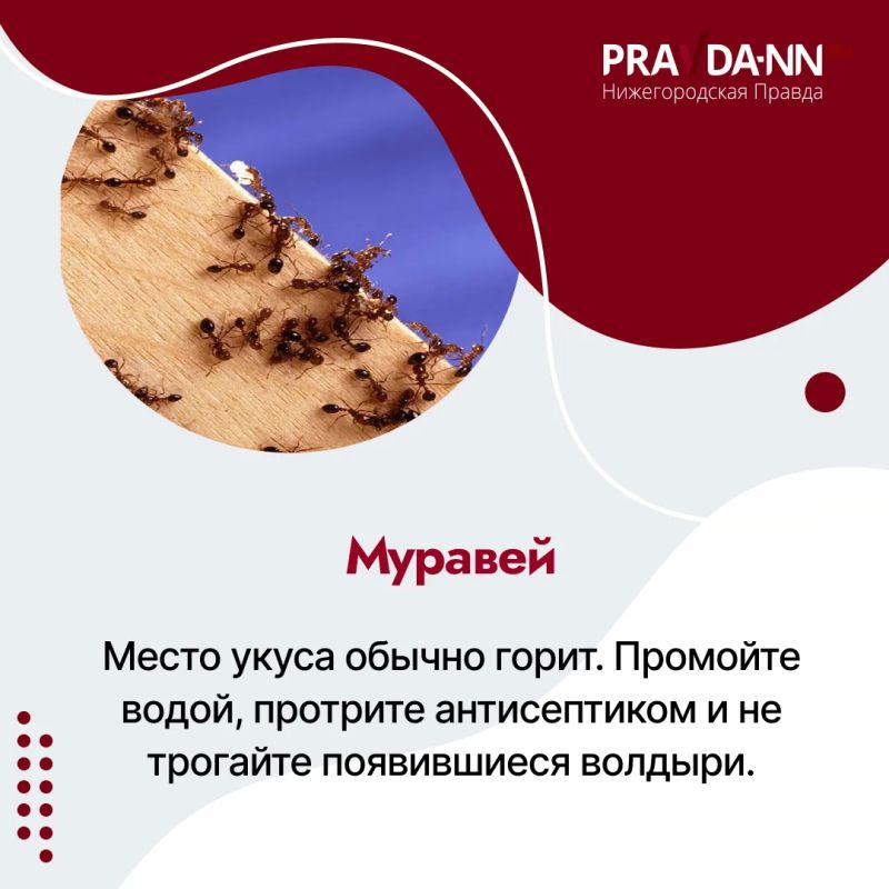 Четыре случая клещевого энцефалита выявили в Нижегородской области c начала сезона, один из пострадавших — 12-летний ребёнок Четыре случая клещевого энцефалита выявили в Нижегородской области c начала сезона, один из пострадавших — 12-летний ребёнок