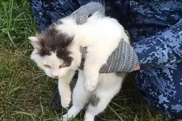 Котика с наркотиками задержали в колонии в Нижегородской области Котика с наркотиками задержали в колонии в Нижегородской области