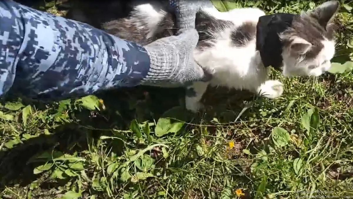 Какие-то редиски решили превратить милого котика в наркокурьера Какие-то редиски решили превратить милого котика в наркокурьера