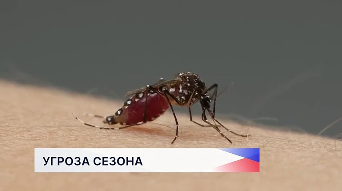 Нашествие комаров прогнозируется в ПФО уже этим летом
