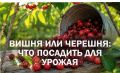Саженцы вишни и черешни: что лучше выбрать для вашего сада