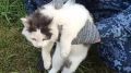 «Кота-наркокурьера» задержали в нижегородской колонии