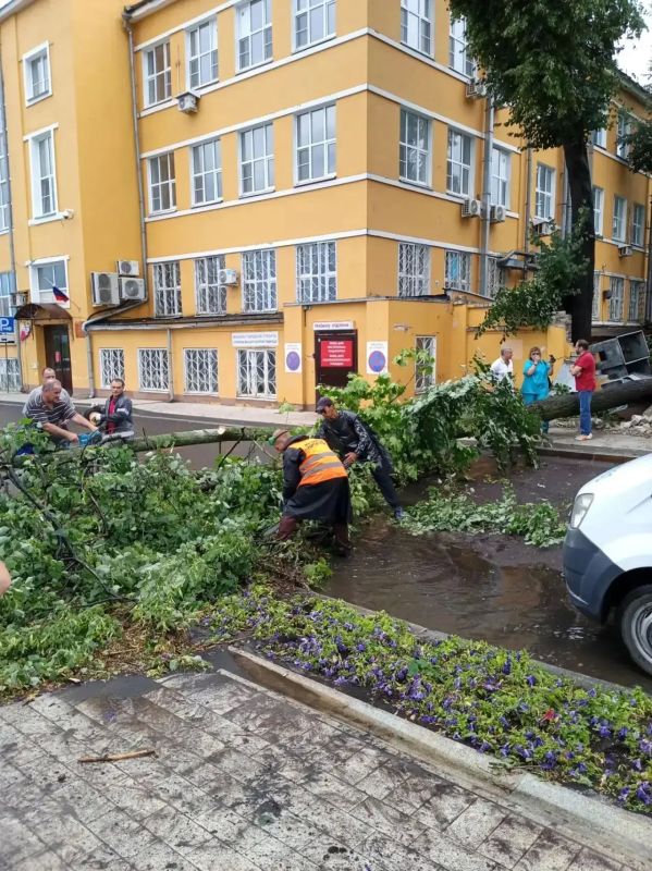 Мэрия Нижнего Новгорода: Работа по уборке поваленных деревьев организована по всему городу
