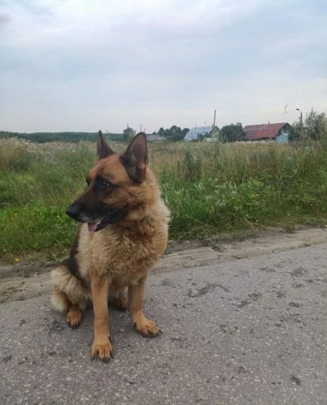 ГУФСИН Нижегородской области ищет хозяев для служебных овчарок Мальты и Триши