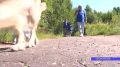 Сразу три пожилых грибника заблудились и были спасены в нижегородских лесах