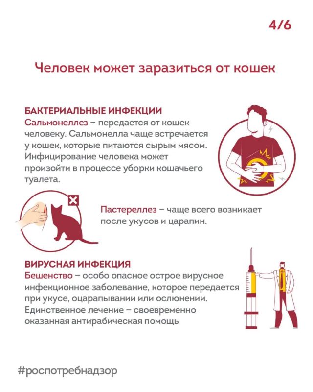 Какие болезни скрывают наши котики под своими коготками? Какие болезни скрывают наши котики под своими коготками?