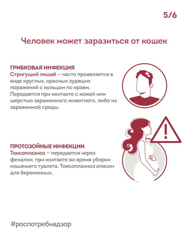 Какие болезни скрывают наши котики под своими коготками? Какие болезни скрывают наши котики под своими коготками?