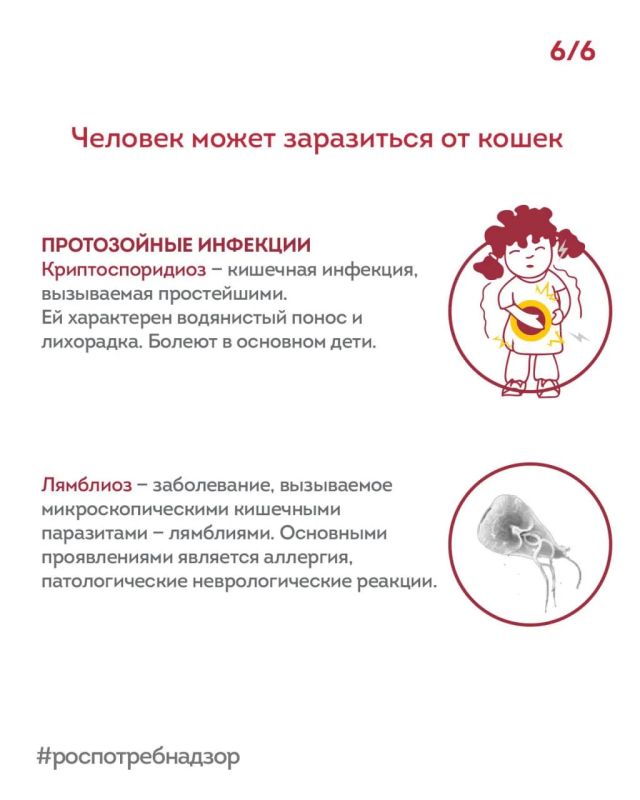 Какие болезни скрывают наши котики под своими коготками? Какие болезни скрывают наши котики под своими коготками?