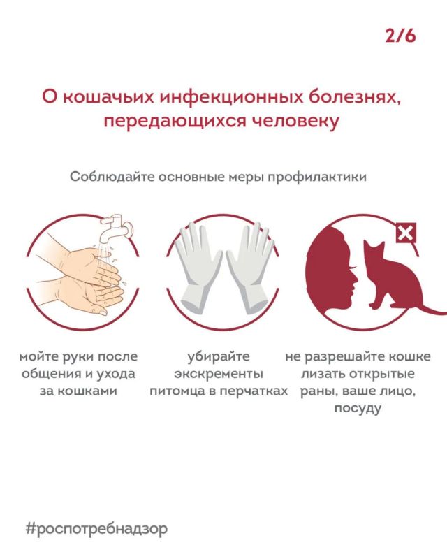 Какие болезни скрывают наши котики под своими коготками? Какие болезни скрывают наши котики под своими коготками?