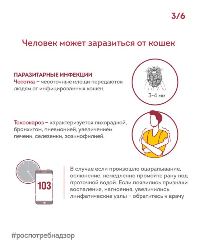 Какие болезни скрывают наши котики под своими коготками? Какие болезни скрывают наши котики под своими коготками?