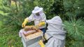 Мёд — это не только созданная природой сладость, но ещё и очень полезный продукт