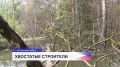 В Кстовском районе бобровые плотины стали настоящей проблемой: вода поднимается, угрожая затопить дороги, участки, дома