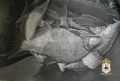 В Павловском округе завели дело на 61-летнего рыбака-браконьера
