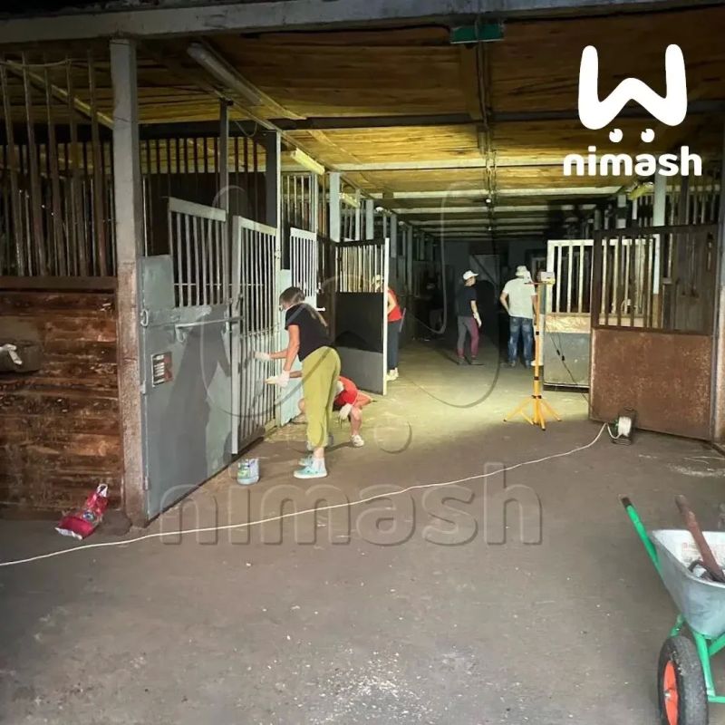Лошадей, выживших в пожаре в "Аллюре", вернули в конно-спортивный клуб Лошадей, выживших в пожаре в "Аллюре", вернули в конно-спортивный клуб