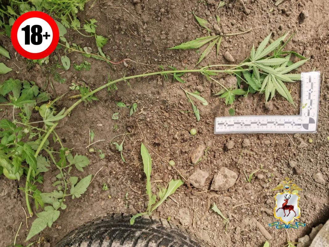В Ветлуге полицейские выявили факт незаконного хранения частей наркосодержащего растения В Ветлуге полицейские выявили факт незаконного хранения частей наркосодержащего растения