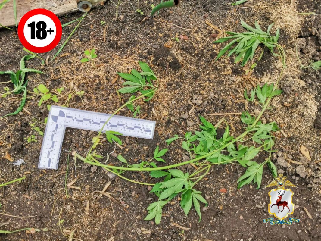 В Ветлуге полицейские выявили факт незаконного хранения частей наркосодержащего растения В Ветлуге полицейские выявили факт незаконного хранения частей наркосодержащего растения